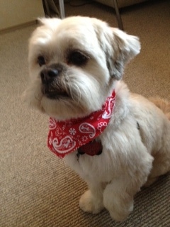 Herbie, dog in red bandana