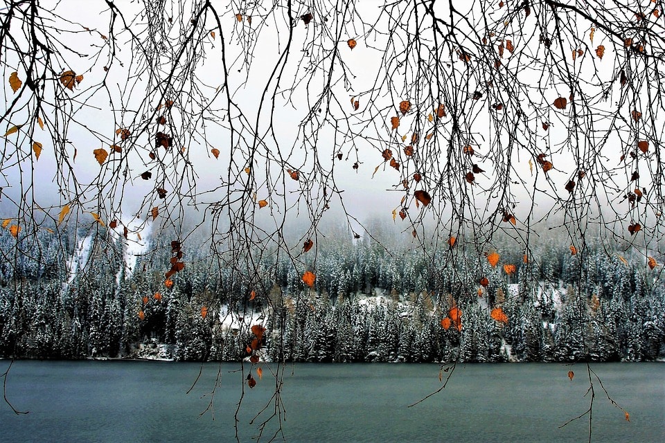 tree branches, snow, and winter lake
