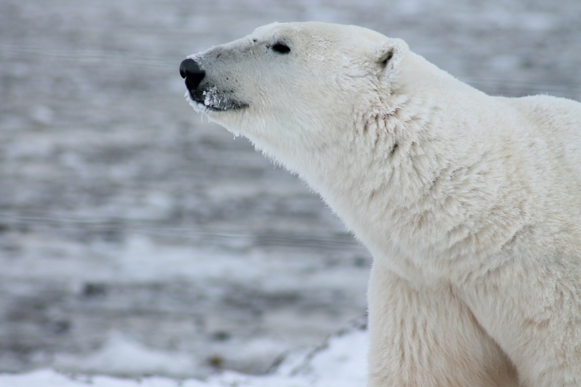 Polar bear with nose in air