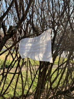 surgical mask caught in branches