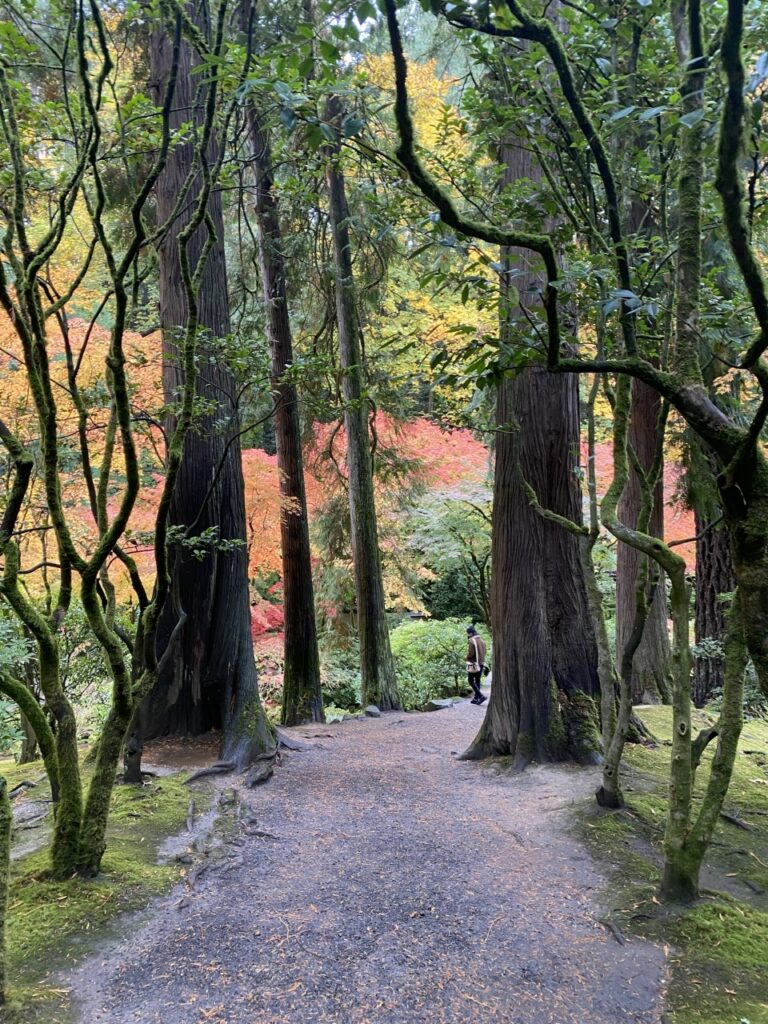 Trees winding along a peaceful path