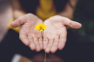A person gently holds a yellow flower in open hands